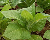 Tobacco Leaf